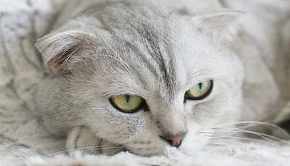 开云体育官方网站网址-曼城对尤文的胜利强化其世俱杯头号竞争者地位，曼城尤文最新比赛